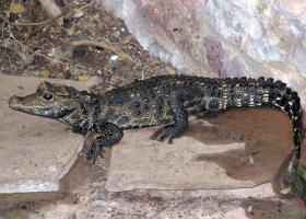 Chovateli v Ostravě utekl krokodýl, může být nebezpečný