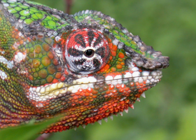 Nelegální chov ohroženého druhu chameleonů