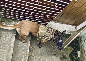 Policejní pes Anso s páníčkem úřadovali v chatové oblasti