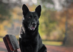 Další úspěch policejního psa Jalara, vystopoval hledaného v poli