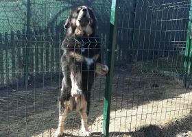 Tibetská doga útočila na Liberecku. Napadenou šili pod narkózou