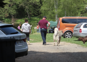 Policie hledá od víkendu psa, který pokousal tříleté dítě na Benešovsku