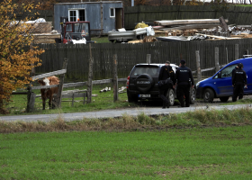 Býk utekl u Mirošovic z ohrady a zranil starší ženu. Policisté ho zastřelili
