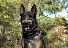 Během cvičení policejních psů vypátrali psovodi dva zloděje